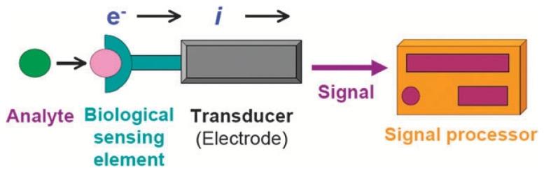 https://cdn.ncbi.nlm.nih.gov/pmc/blobs/1a7c/12024860/73f40c899f12/biosensors-15-00231-g003.jpg