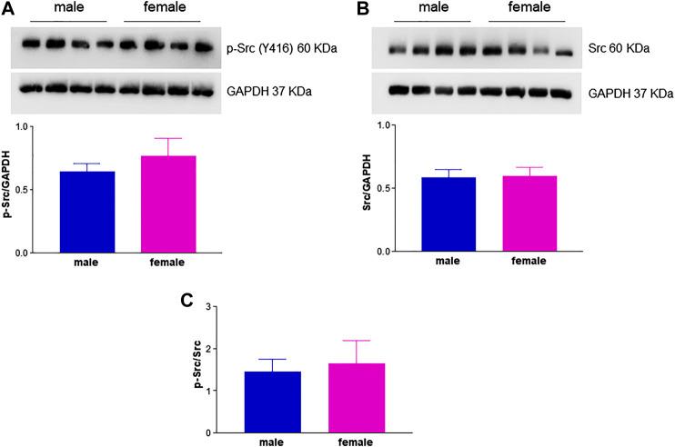 https://cdn.ncbi.nlm.nih.gov/pmc/blobs/1a7d/7773665/c824a4195488/fphar-11-587221-g008.jpg