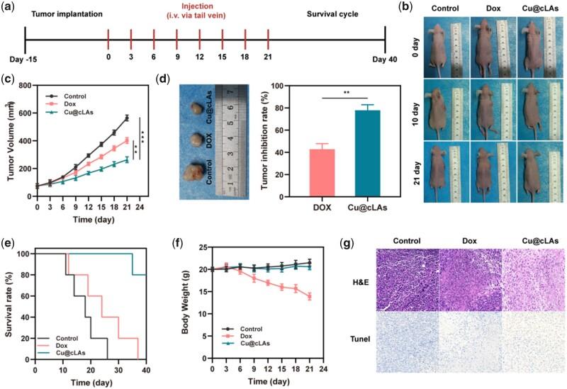 https://cdn.ncbi.nlm.nih.gov/pmc/blobs/1a80/10070036/6c10628ca5a4/rbad021f4.jpg