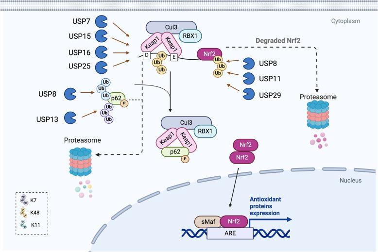 https://cdn.ncbi.nlm.nih.gov/pmc/blobs/1a82/11921692/61971601aa33/12964_2025_2123_Fig3_HTML.jpg