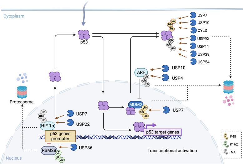 https://cdn.ncbi.nlm.nih.gov/pmc/blobs/1a82/11921692/8abf3ebb0d59/12964_2025_2123_Fig4_HTML.jpg