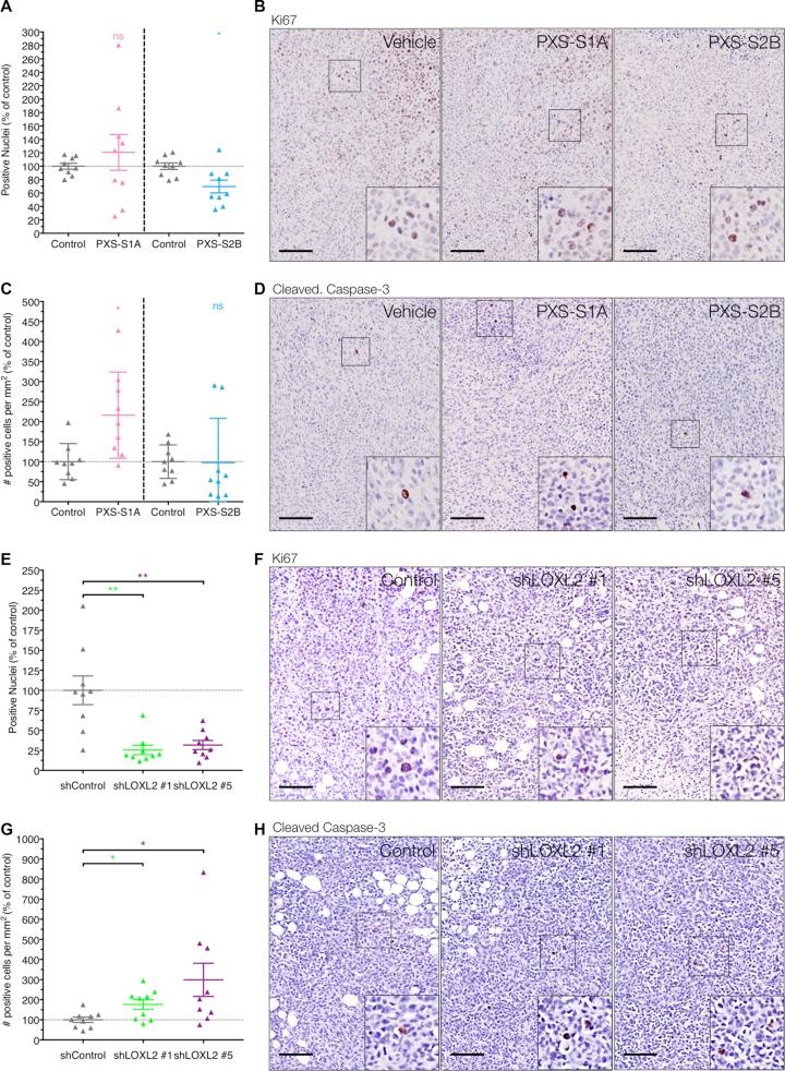 https://cdn.ncbi.nlm.nih.gov/pmc/blobs/1a82/5432238/471a005010c0/oncotarget-08-26066-g005.jpg
