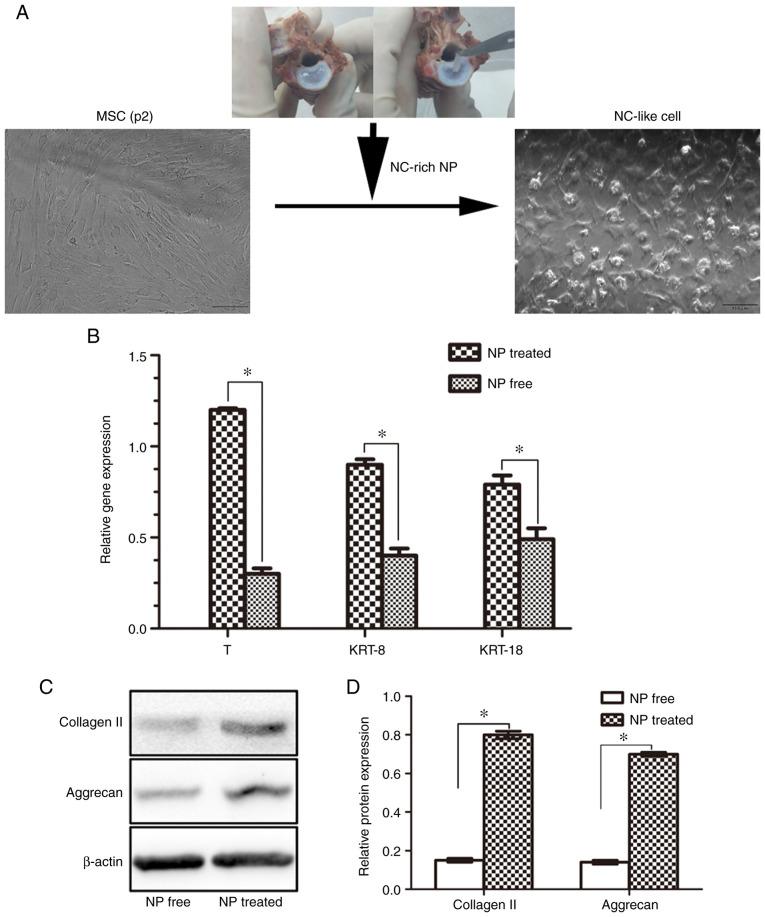 https://cdn.ncbi.nlm.nih.gov/pmc/blobs/1a82/7789091/e0aacefec0ca/mmr-23-02-11801-g03.jpg