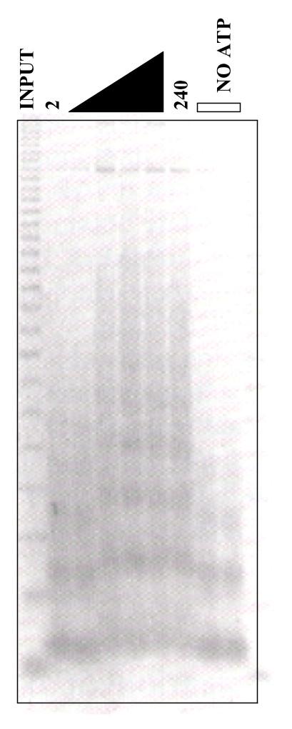 https://cdn.ncbi.nlm.nih.gov/pmc/blobs/1a83/1852116/25197b0b302d/1476-4598-6-23-2.jpg