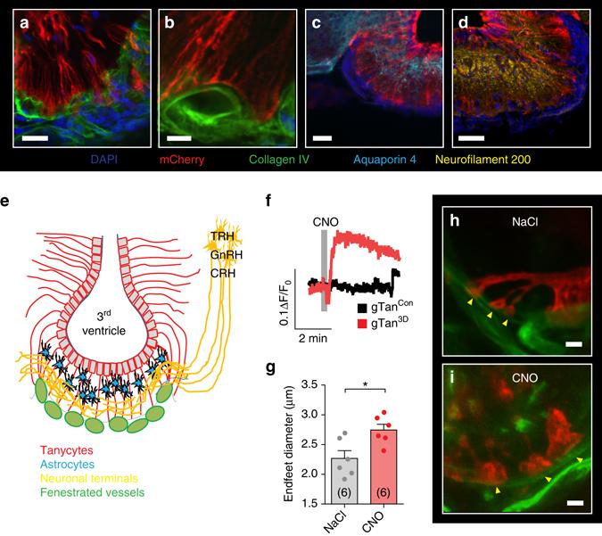 https://cdn.ncbi.nlm.nih.gov/pmc/blobs/1a85/5589884/b1af387896c8/41467_2017_604_Fig3_HTML.jpg