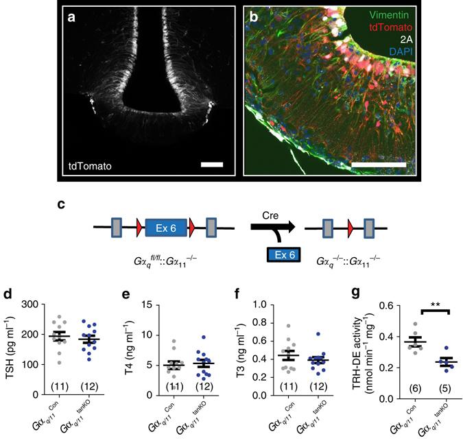 https://cdn.ncbi.nlm.nih.gov/pmc/blobs/1a85/5589884/bcdba2a13228/41467_2017_604_Fig4_HTML.jpg