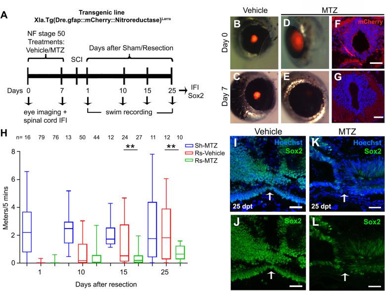 https://cdn.ncbi.nlm.nih.gov/pmc/blobs/1a88/7852093/37fb9fcd396b/13064_2021_152_Fig7_HTML.jpg