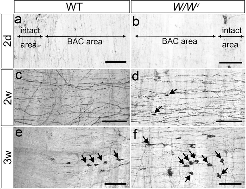 https://cdn.ncbi.nlm.nih.gov/pmc/blobs/1a8d/5004190/796e037d207f/srep32100-f1.jpg