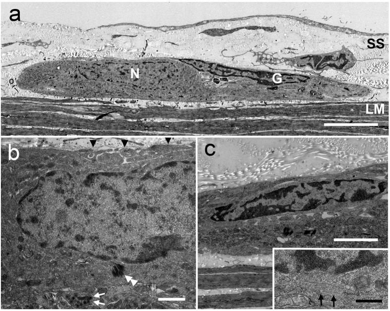 https://cdn.ncbi.nlm.nih.gov/pmc/blobs/1a8d/5004190/b2b26a0d1418/srep32100-f4.jpg