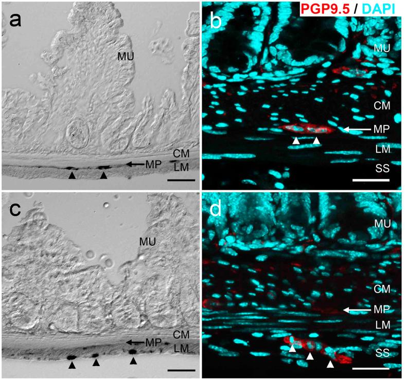 https://cdn.ncbi.nlm.nih.gov/pmc/blobs/1a8d/5004190/d2e5bc0f7131/srep32100-f2.jpg