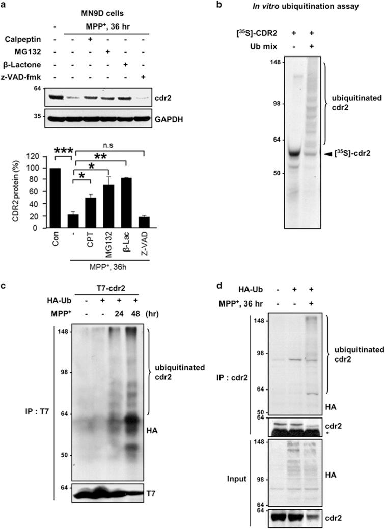 https://cdn.ncbi.nlm.nih.gov/pmc/blobs/1a8d/5143381/31f46da42069/cddis2016151f6.jpg