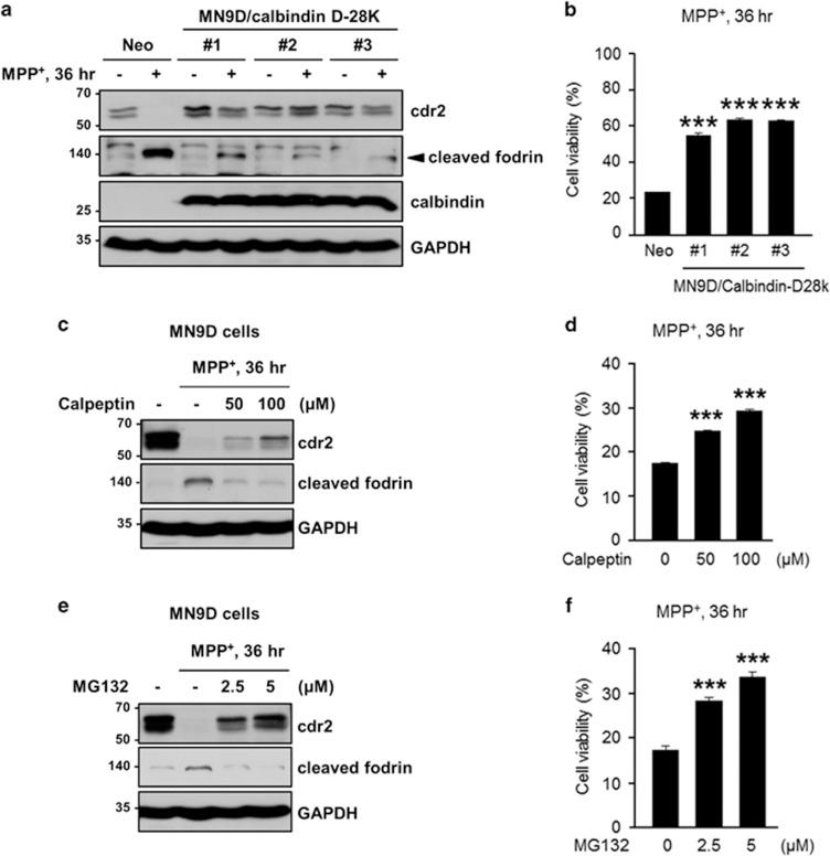 https://cdn.ncbi.nlm.nih.gov/pmc/blobs/1a8d/5143381/a61975cd501c/cddis2016151f7.jpg