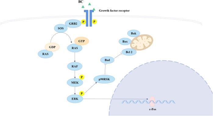 https://cdn.ncbi.nlm.nih.gov/pmc/blobs/1a92/11534688/1e20d36fddbc/fphar-15-1434812-g011.jpg