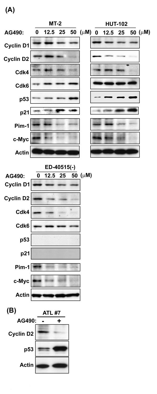 https://cdn.ncbi.nlm.nih.gov/pmc/blobs/1a94/1483830/823d75cf814e/1742-4690-3-22-5.jpg