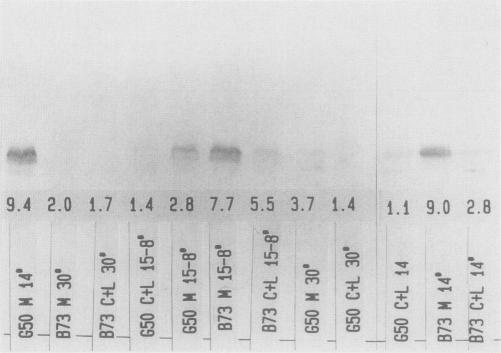 https://cdn.ncbi.nlm.nih.gov/pmc/blobs/1a9d/1062365/958a6f810dd4/plntphys00676-0222-a.jpg