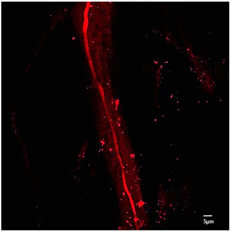 https://cdn.ncbi.nlm.nih.gov/pmc/blobs/1a9f/9099492/3592c40e20d0/polymers-14-01739-g005.jpg