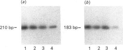 https://cdn.ncbi.nlm.nih.gov/pmc/blobs/1aa3/1151091/9b67f8b97b20/biochemj00158-0039-a.jpg