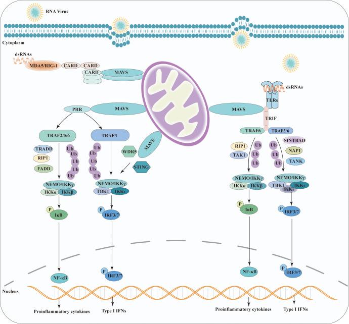 https://cdn.ncbi.nlm.nih.gov/pmc/blobs/1aa8/10602740/c9066460a450/fimmu-14-1266461-g002.jpg