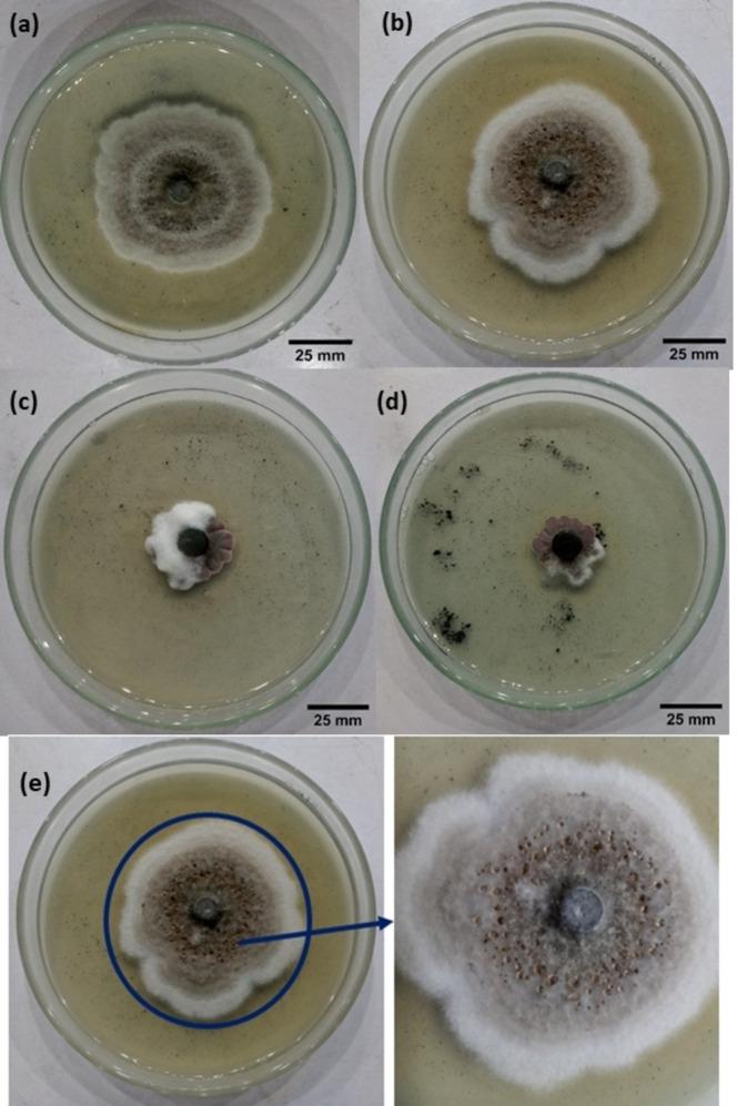 https://cdn.ncbi.nlm.nih.gov/pmc/blobs/1aaa/11808263/6b302d1c5d98/OPEN-14-e202400277-g012.jpg