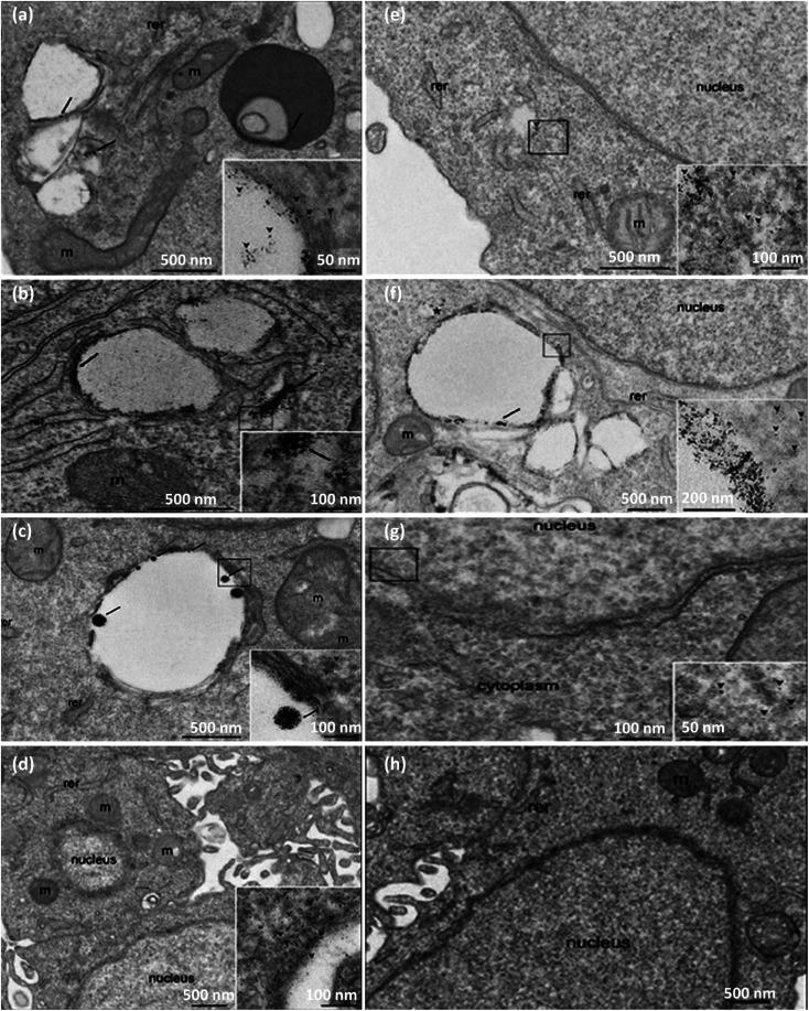 https://cdn.ncbi.nlm.nih.gov/pmc/blobs/1aaa/9764328/b86dbd3da203/d2ra06888e-f9.jpg