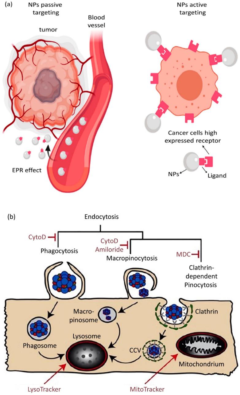 https://cdn.ncbi.nlm.nih.gov/pmc/blobs/1aaa/9764328/fee3e3d71d8b/d2ra06888e-f5.jpg