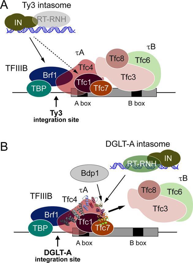 https://cdn.ncbi.nlm.nih.gov/pmc/blobs/1aaf/6101501/b625c87ec856/gky582fig7.jpg