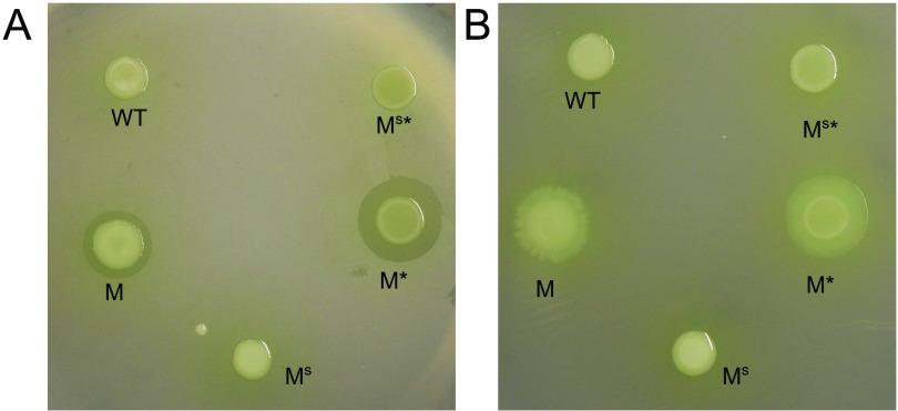 https://cdn.ncbi.nlm.nih.gov/pmc/blobs/1aaf/9578434/291dd7ca3b95/jb.00285-22-f003.jpg