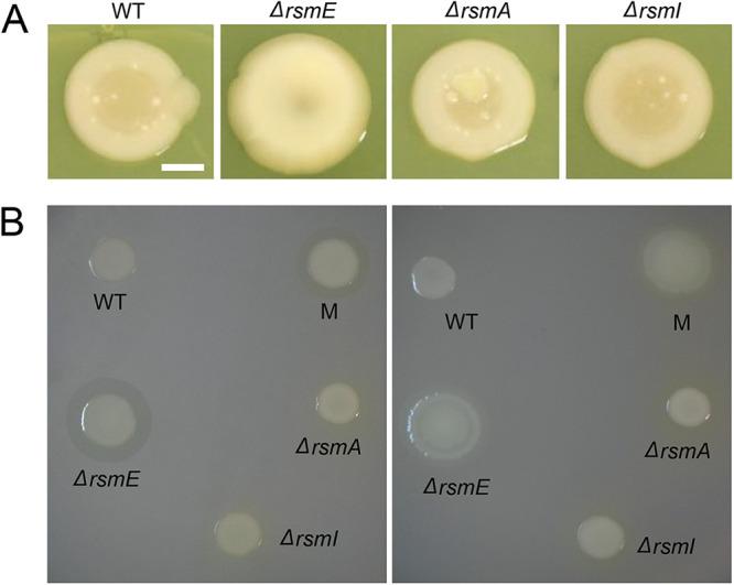 https://cdn.ncbi.nlm.nih.gov/pmc/blobs/1aaf/9578434/f51557e00074/jb.00285-22-f002.jpg