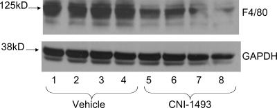 https://cdn.ncbi.nlm.nih.gov/pmc/blobs/1ab2/2442637/9efb5020f163/jem2051593f04.jpg