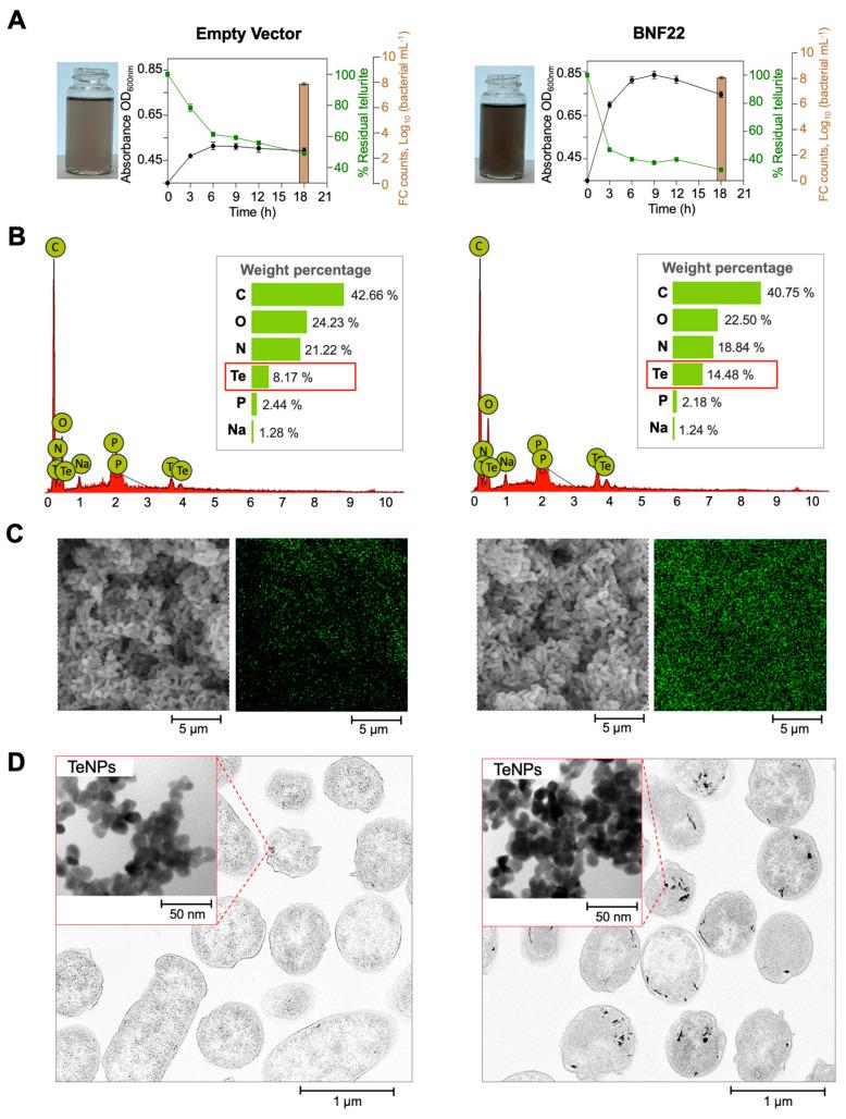https://cdn.ncbi.nlm.nih.gov/pmc/blobs/1ab7/11855334/314a3b7c40e9/ijms-26-01549-g004.jpg