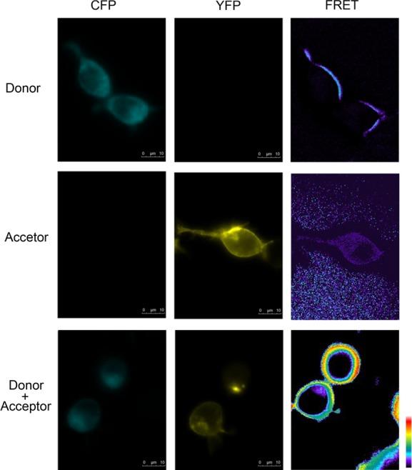 https://cdn.ncbi.nlm.nih.gov/pmc/blobs/1ab7/4244021/520471abf1de/jcmm0018-2071-f5.jpg
