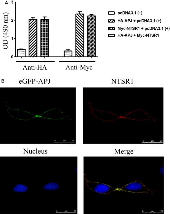 https://cdn.ncbi.nlm.nih.gov/pmc/blobs/1ab7/4244021/8ebb0f363765/jcmm0018-2071-f2.jpg