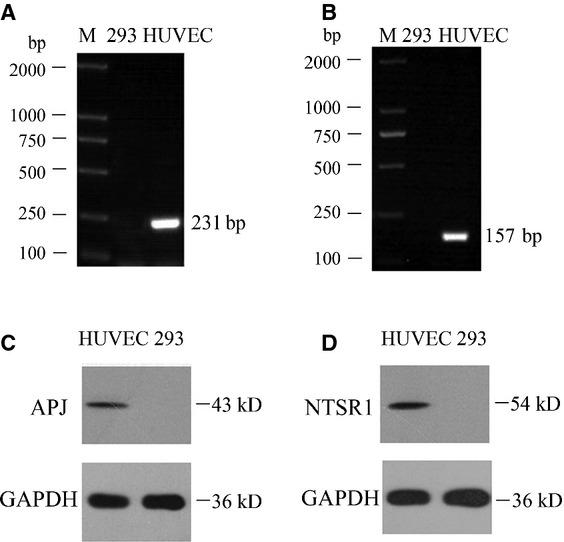 https://cdn.ncbi.nlm.nih.gov/pmc/blobs/1ab7/4244021/f43cbe6628a4/jcmm0018-2071-f1.jpg