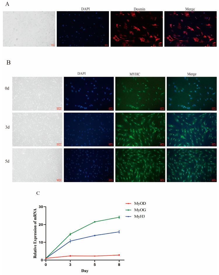 https://cdn.ncbi.nlm.nih.gov/pmc/blobs/1abd/12071230/7351244871f6/cells-14-00656-g001.jpg