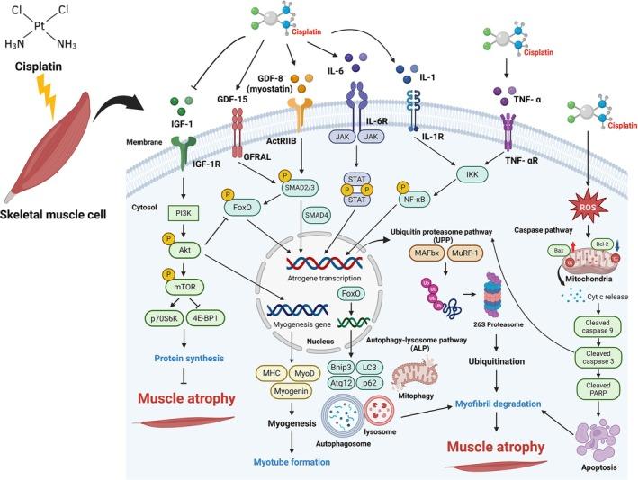 https://cdn.ncbi.nlm.nih.gov/pmc/blobs/1abf/12059472/d60f27bf6531/JCSM-16-e13817-g002.jpg