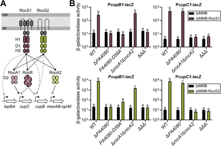 https://cdn.ncbi.nlm.nih.gov/pmc/blobs/1ac2/12051241/fa669e25fdc4/MMI-123-439-g005.jpg