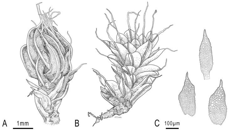 https://cdn.ncbi.nlm.nih.gov/pmc/blobs/1ac3/11768277/2c4af8aa4d1f/plants-14-00253-g001.jpg