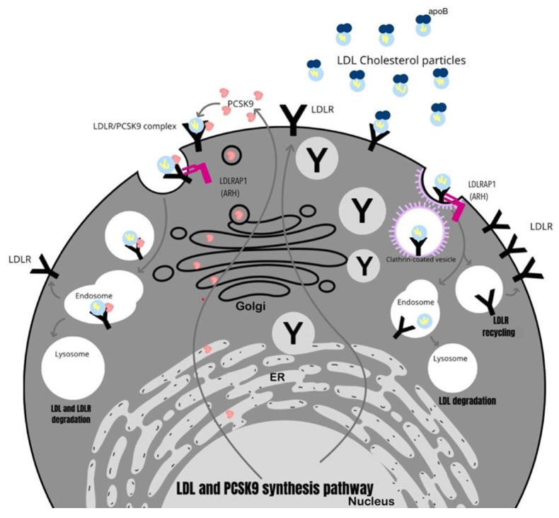 https://cdn.ncbi.nlm.nih.gov/pmc/blobs/1ac4/10855128/e0f0cf296076/ijms-25-01637-g001.jpg