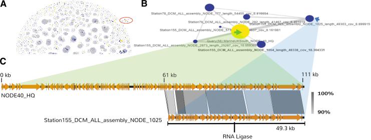 https://cdn.ncbi.nlm.nih.gov/pmc/blobs/1ac5/9041511/a0e2f44cf3c0/phage.2021.0008_figure5.jpg