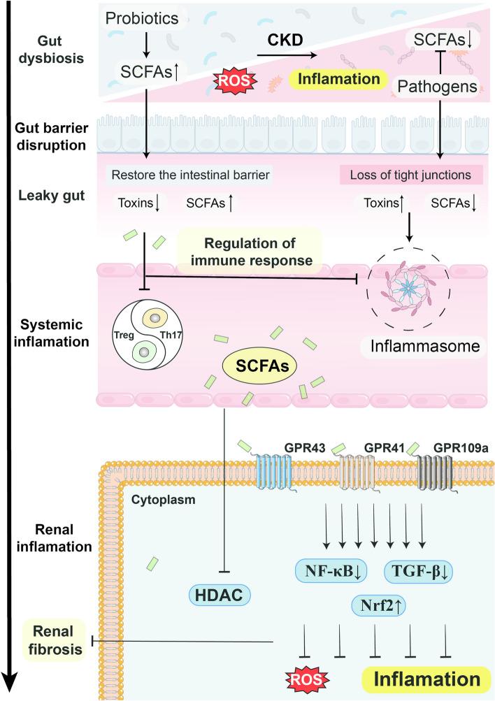 https://cdn.ncbi.nlm.nih.gov/pmc/blobs/1ac6/11621299/4796a4a3aeb7/18_2024_5532_Fig4_HTML.jpg