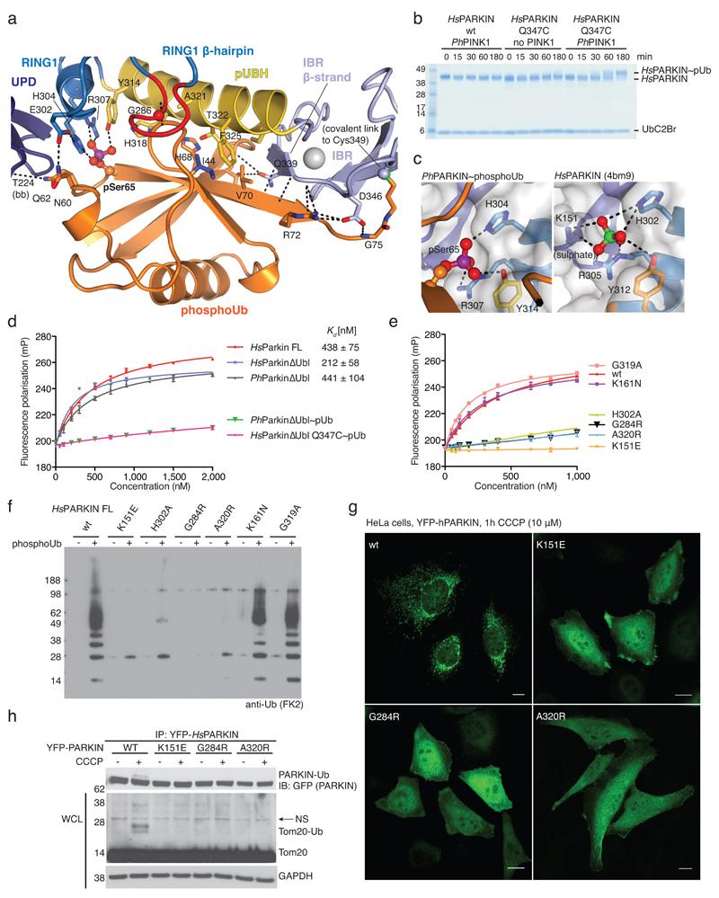 https://cdn.ncbi.nlm.nih.gov/pmc/blobs/1ac8/4984986/6fec52502fe2/emss-64089-f002.jpg