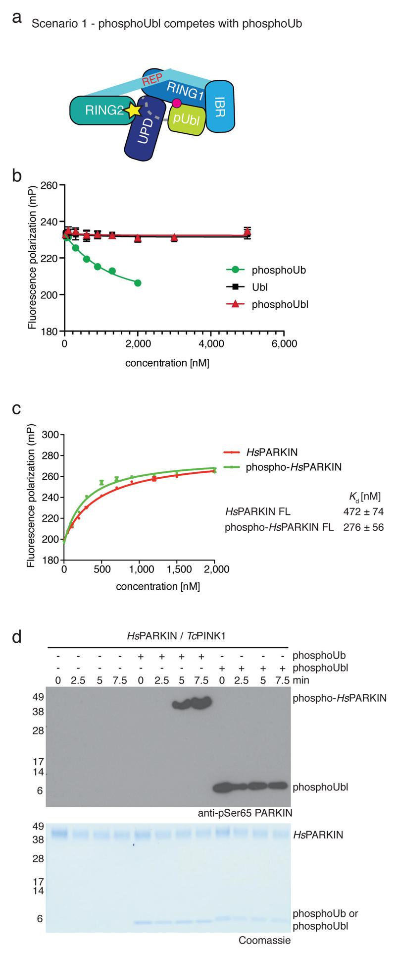 https://cdn.ncbi.nlm.nih.gov/pmc/blobs/1ac8/4984986/b9d7ab45e893/emss-64089-f013.jpg