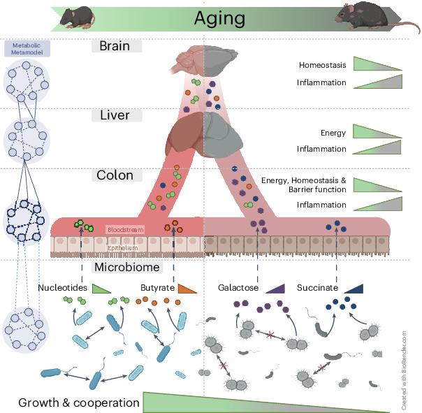 https://cdn.ncbi.nlm.nih.gov/pmc/blobs/1acc/11964932/b1940925a1f3/41564_2025_1959_Fig13_ESM.jpg