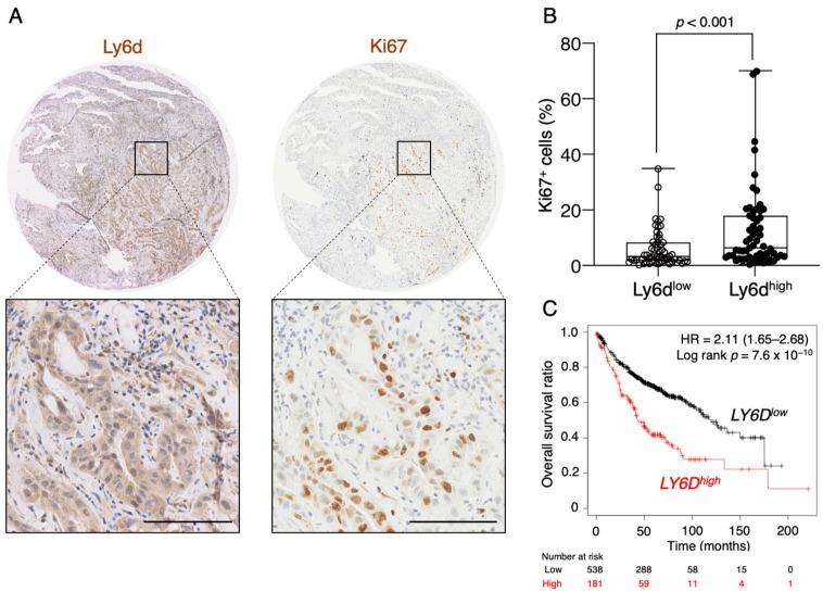 https://cdn.ncbi.nlm.nih.gov/pmc/blobs/1acd/7767274/18dd3b6782cb/cancers-12-03805-g006.jpg