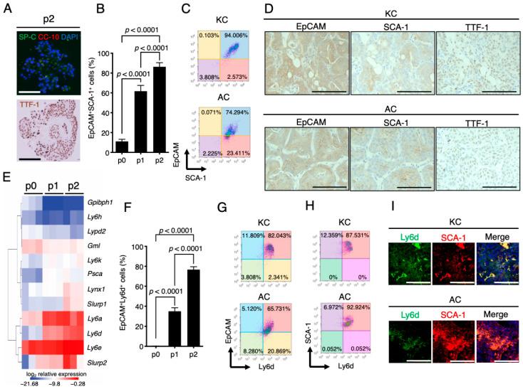 https://cdn.ncbi.nlm.nih.gov/pmc/blobs/1acd/7767274/2dadb0a26f55/cancers-12-03805-g004.jpg