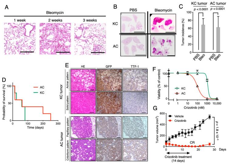 https://cdn.ncbi.nlm.nih.gov/pmc/blobs/1acd/7767274/b705044fe0b0/cancers-12-03805-g003.jpg