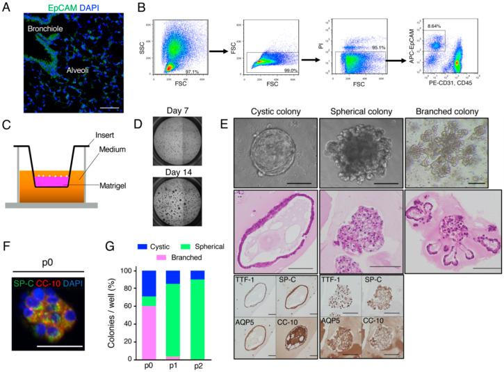 https://cdn.ncbi.nlm.nih.gov/pmc/blobs/1acd/7767274/f7b1becb3335/cancers-12-03805-g001.jpg