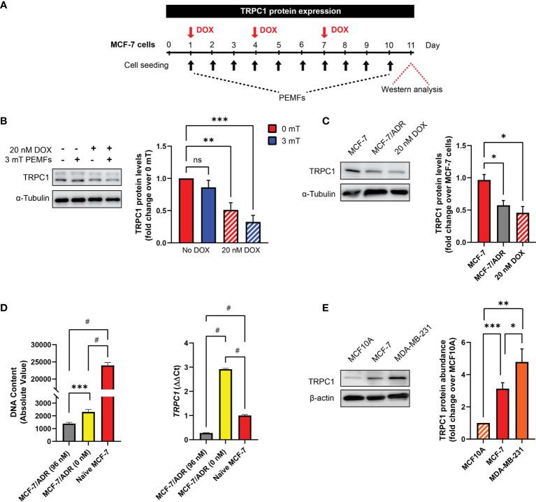 https://cdn.ncbi.nlm.nih.gov/pmc/blobs/1ace/8818958/08d32b5ddfc6/fonc-11-783803-g005.jpg