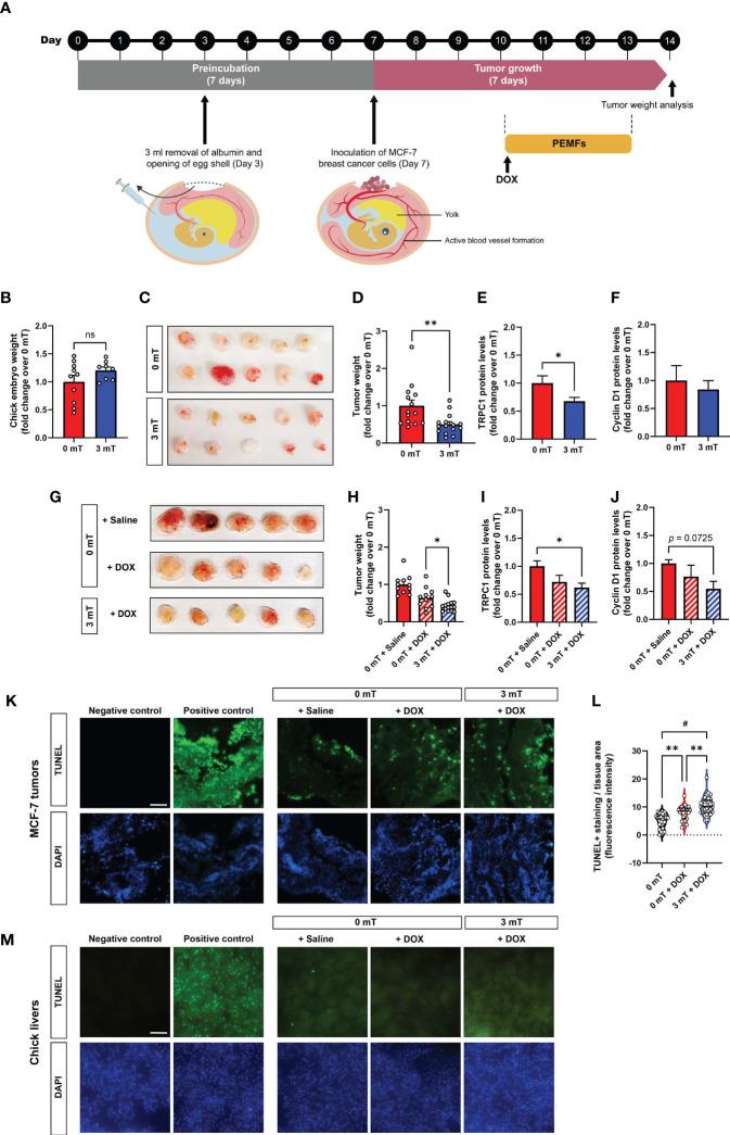 https://cdn.ncbi.nlm.nih.gov/pmc/blobs/1ace/8818958/b03a12e8c9ad/fonc-11-783803-g002.jpg