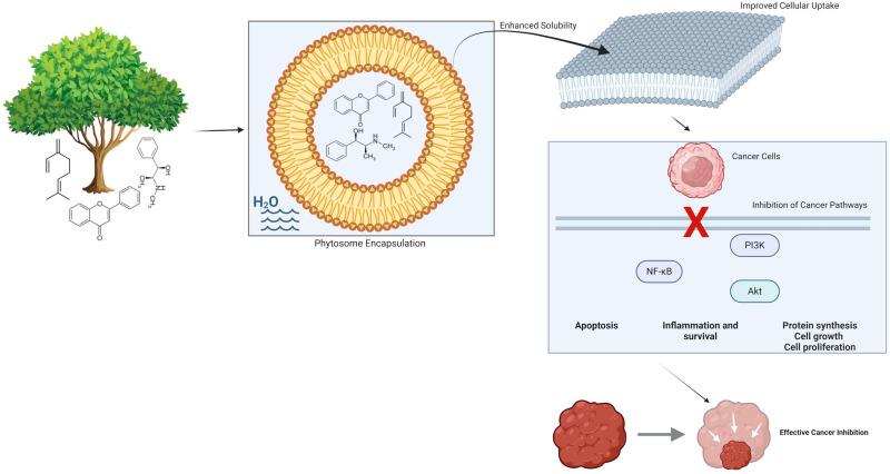 https://cdn.ncbi.nlm.nih.gov/pmc/blobs/1ad0/11734513/eebd14720a9c/DDDT-19-201-g0001.jpg